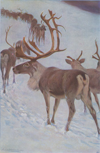 Scandinavian Reindeer